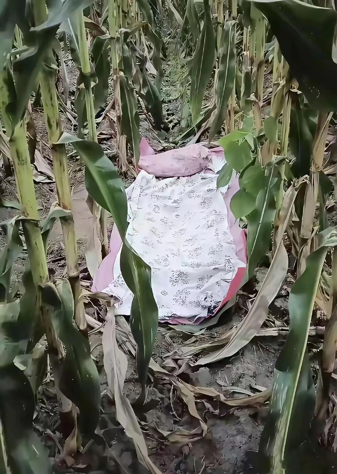 干活再累，也不能在玉米地午休！ 