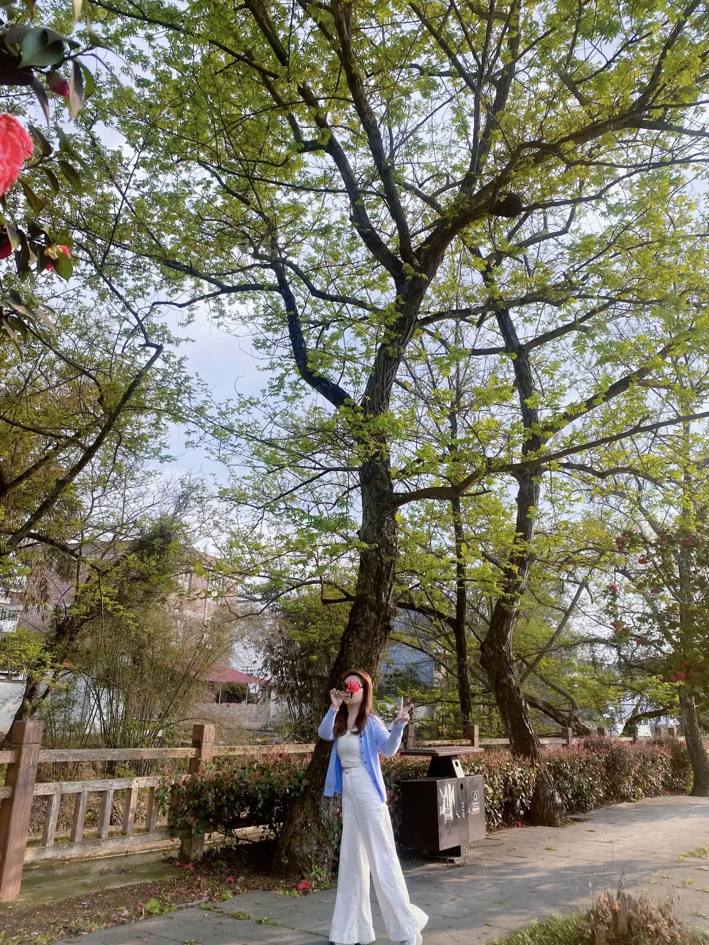 山茶花读不懂白玫瑰愿大家健康美丽暴富