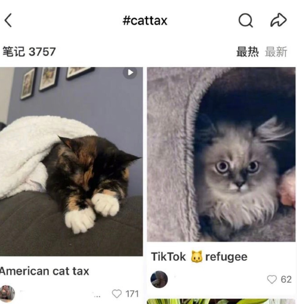 美国网友涌入小红书交猫税  全世界都喜欢猫猫，没人不会喜欢猫！喜欢猫的都是好人[