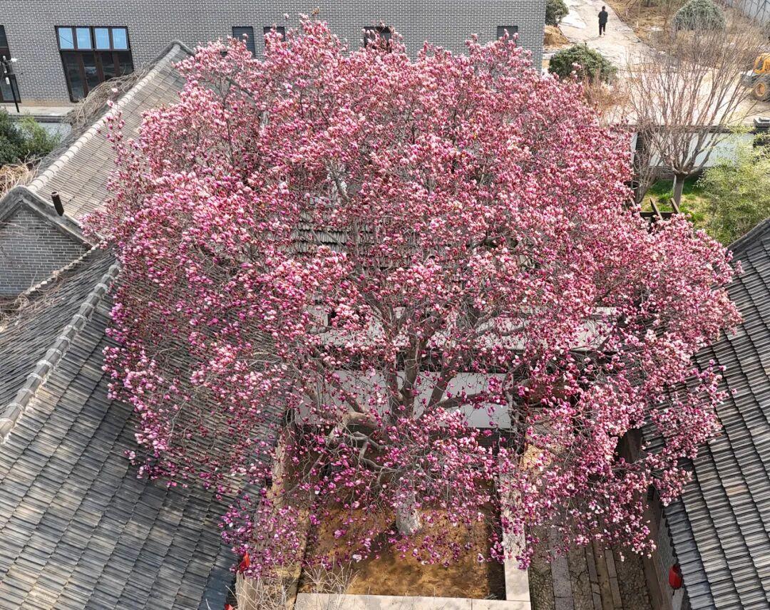 近日，青岛市城阳区城阳街道小寨子村民居（崇阳路380号）内的三株百年玉兰树开花了