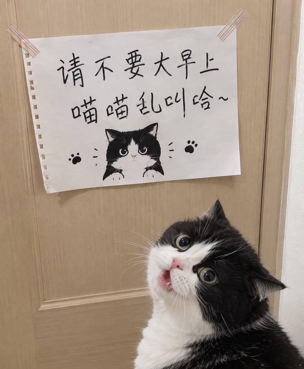 咪应该看懂了吧~🐱 ​​​