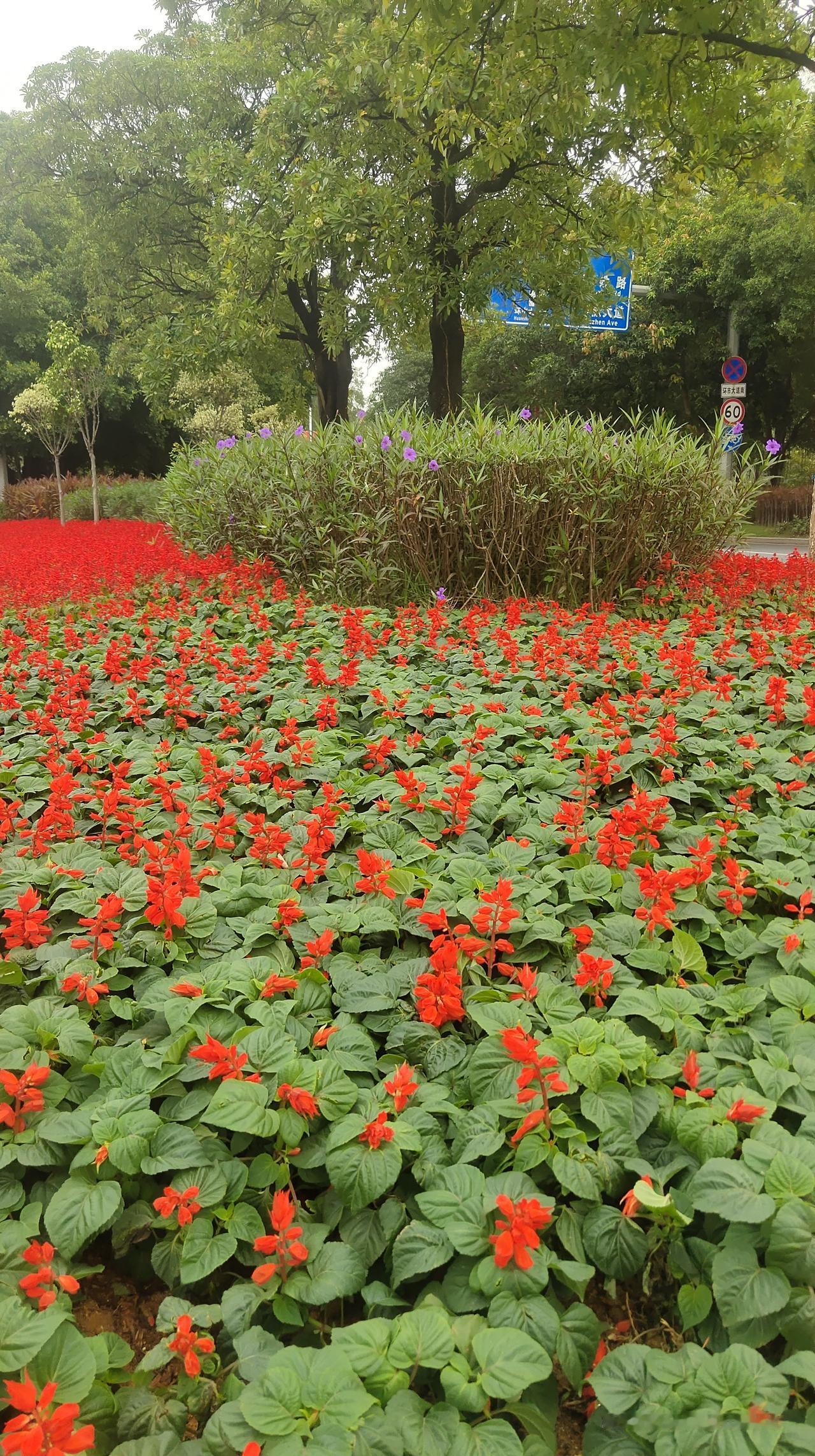 💙街边，谁遗落了这满街诗意？

家人们，今天在街边，我邂逅了一场绝美的花事，仿