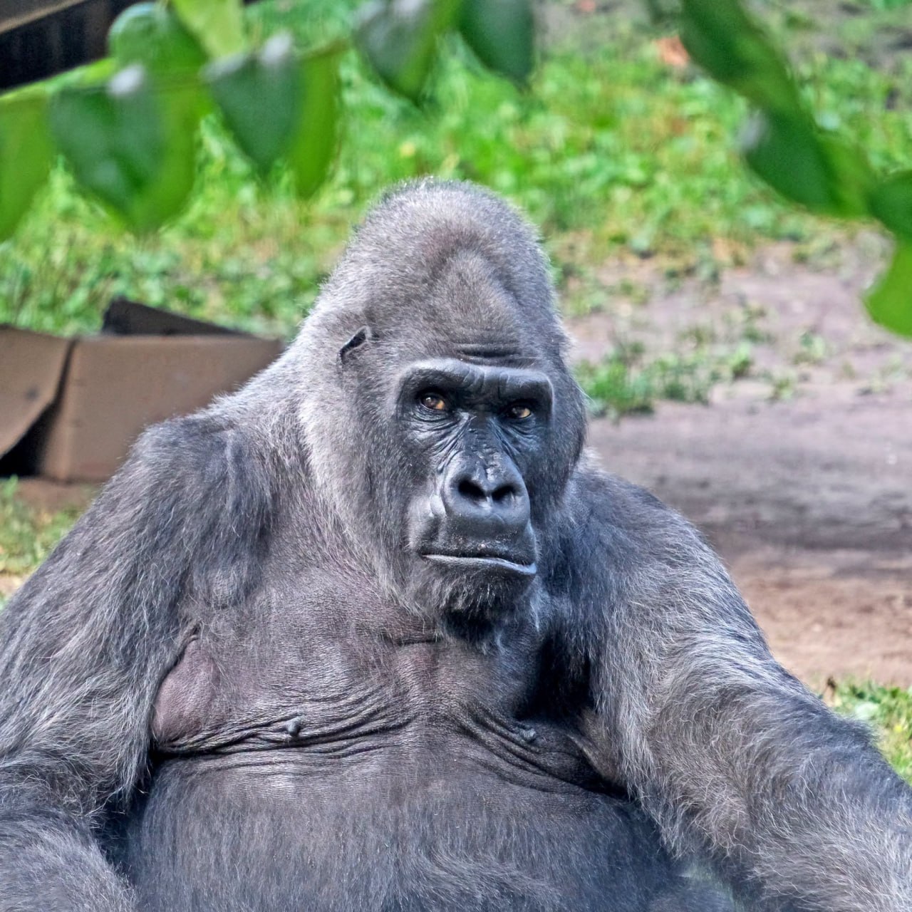 🦍❤️ 尽管俄罗斯的袭击仍在继续，乌克兰首都基辅的生活依然没有停下脚步。基辅动