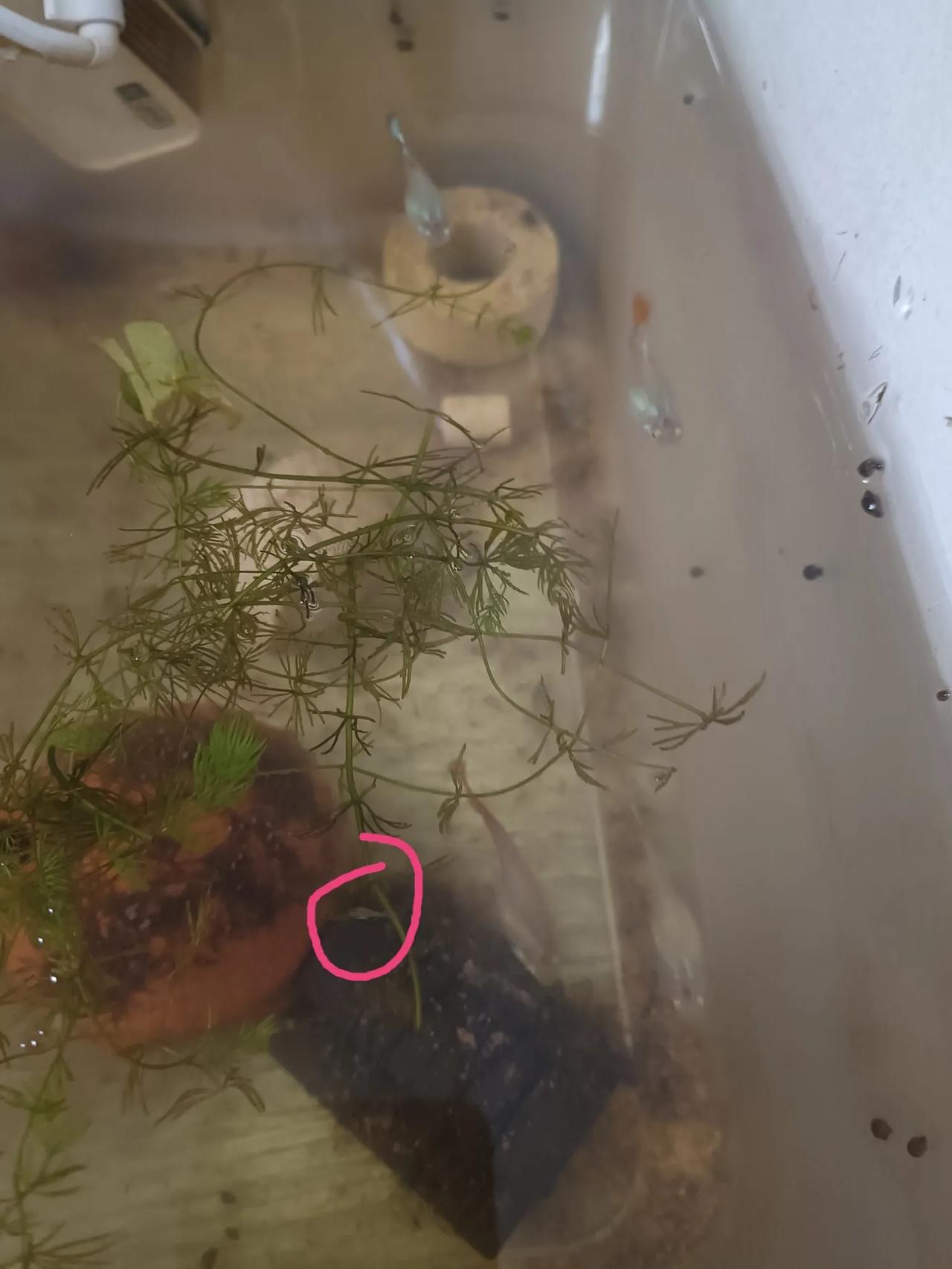 我的鱼和我的基金一样，完全出乎预料啦！
今天晚上我吃完饭回来，发现我的鱼缸里又不
