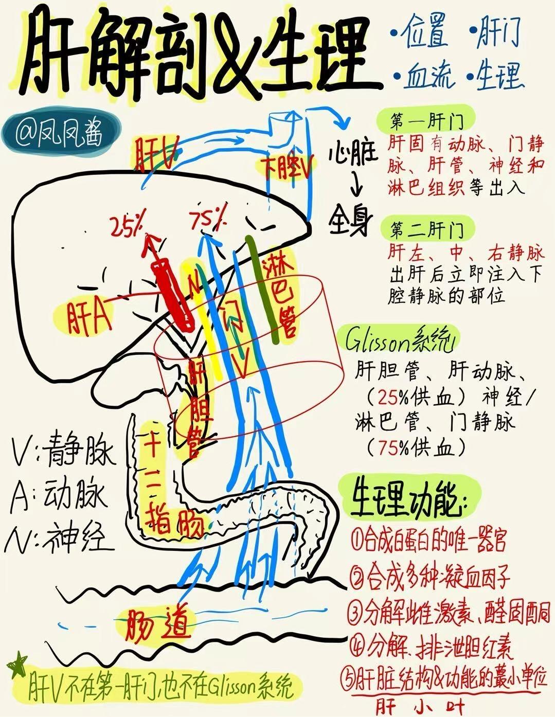 📖医学生笔记｜肝解剖及生理 建议点赞收藏🔥
