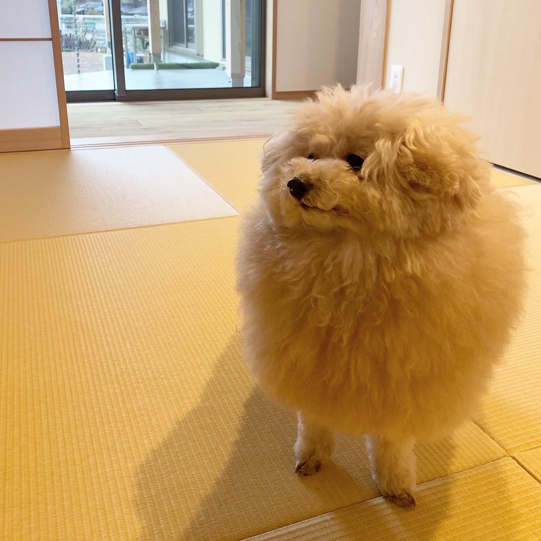 小狗你长得像一张凳子 