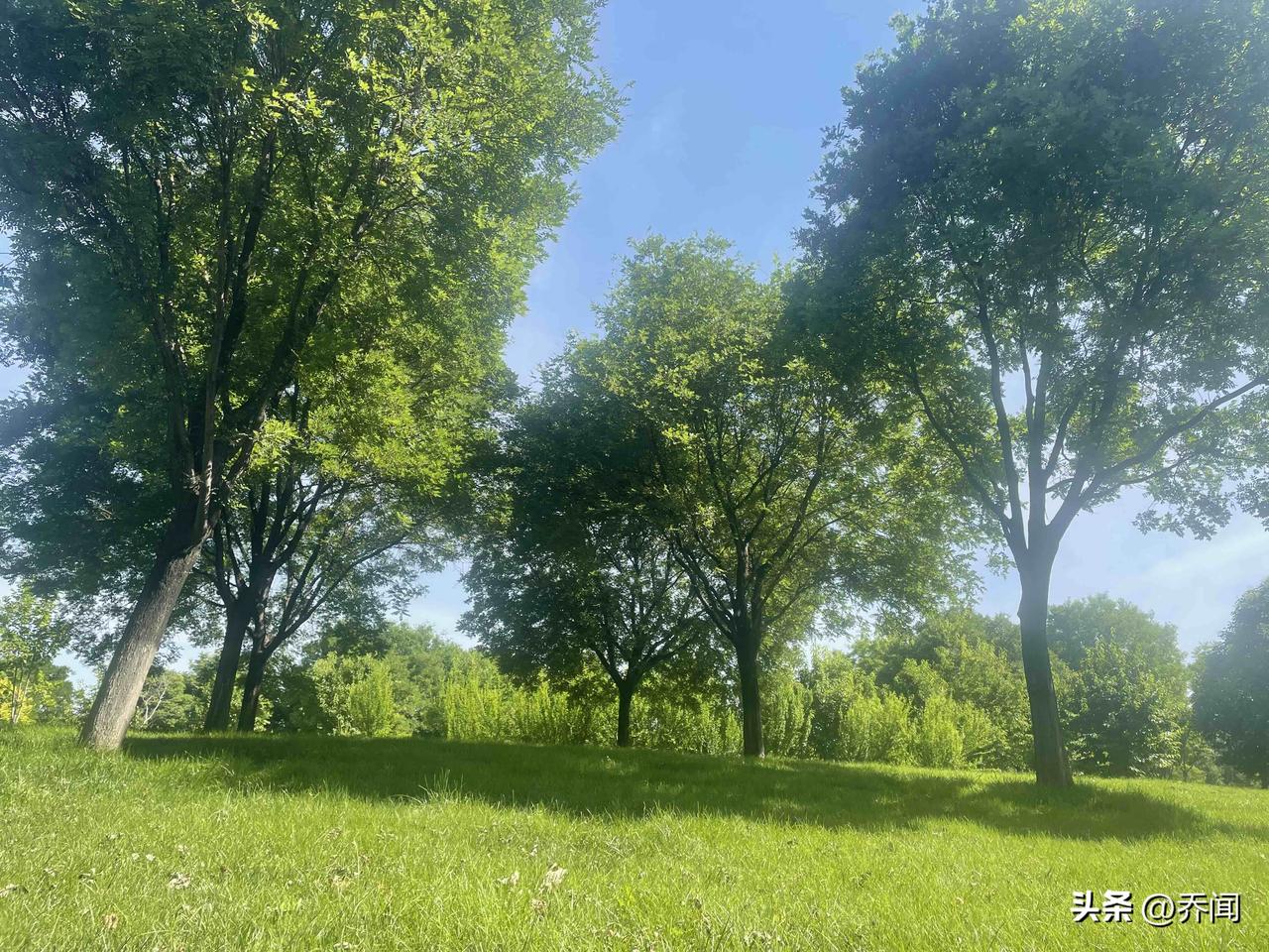 【七绝•绿树成荫晓气凉】
绿树成荫晓气凉，朱楼晚景意流芳。
人间仲夏诗情起，可少