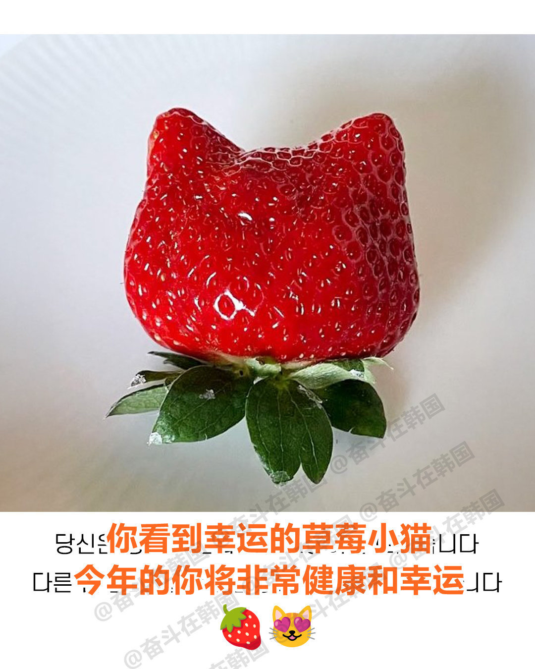 恭喜你看到了幸运的草莓小猫 🍓 
