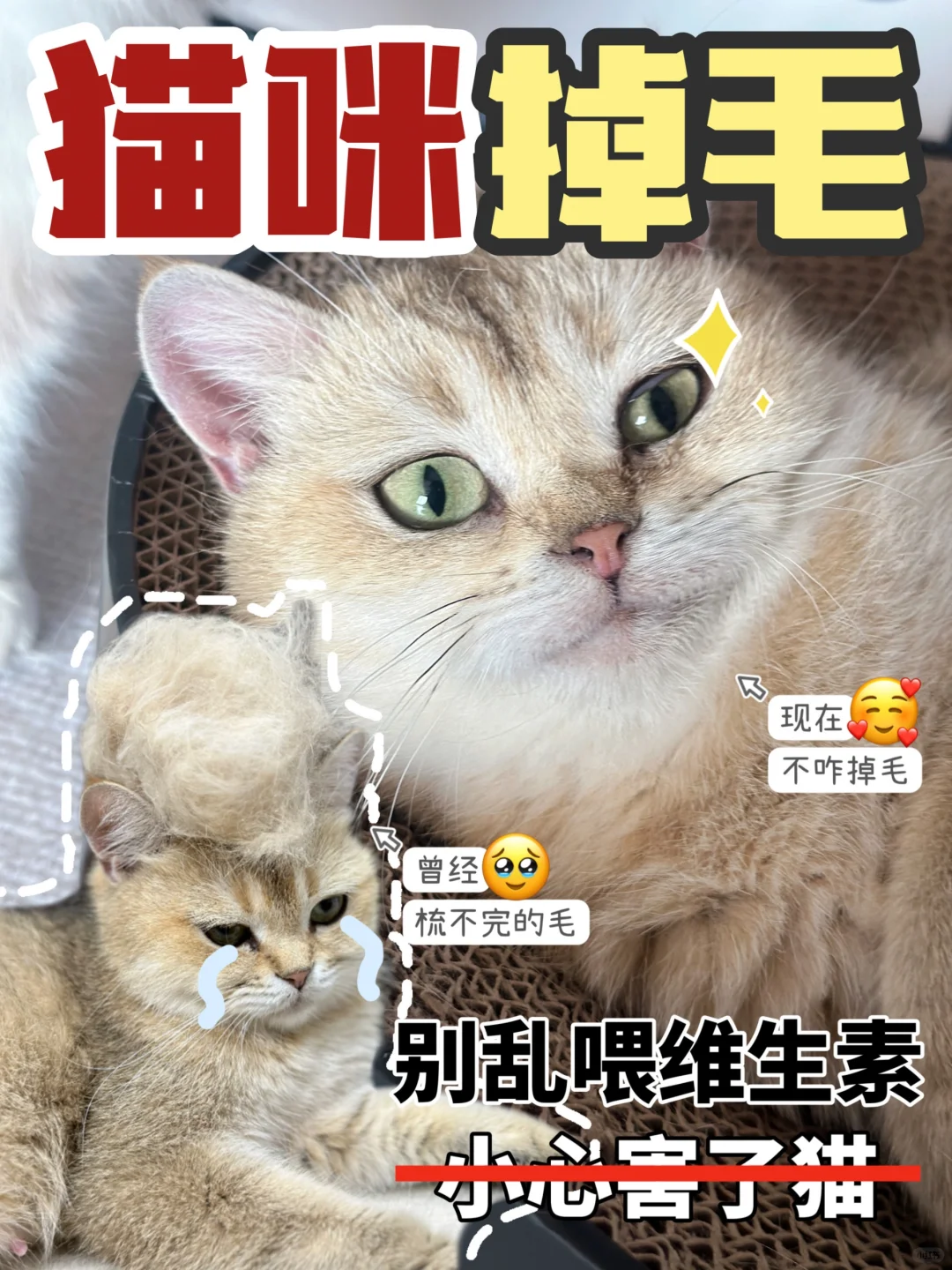 别给猫咪乱喂维生素！小心毁了你的猫