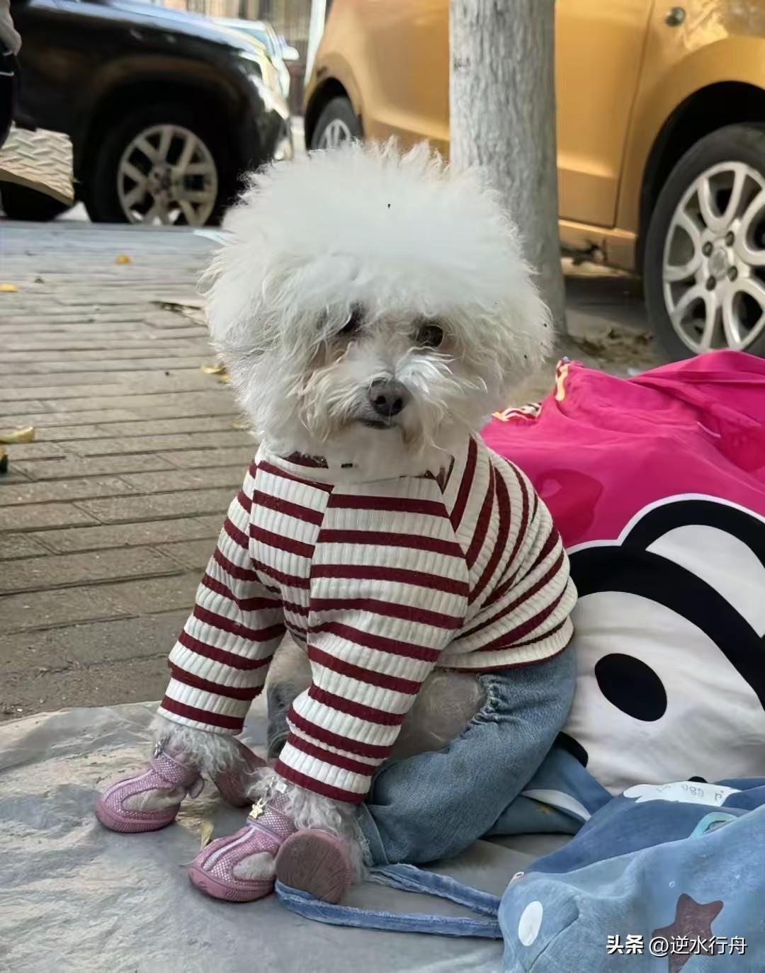 老人临终嘱咐儿子好好照顾这只小狗，谁知他刚咽气小狗就被儿子带到街上扔掉了。可怜的