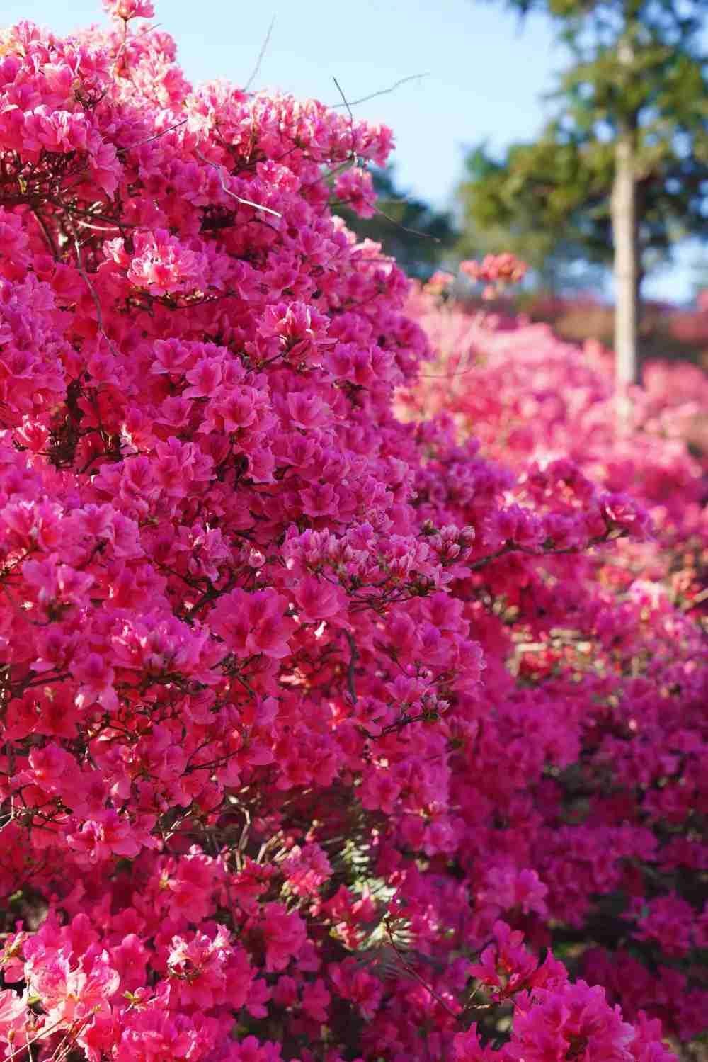 我的今日状态：🐯虎虎生威
我这里的天气：☀️晴天
我愿以岁月为证，守此生诺言：