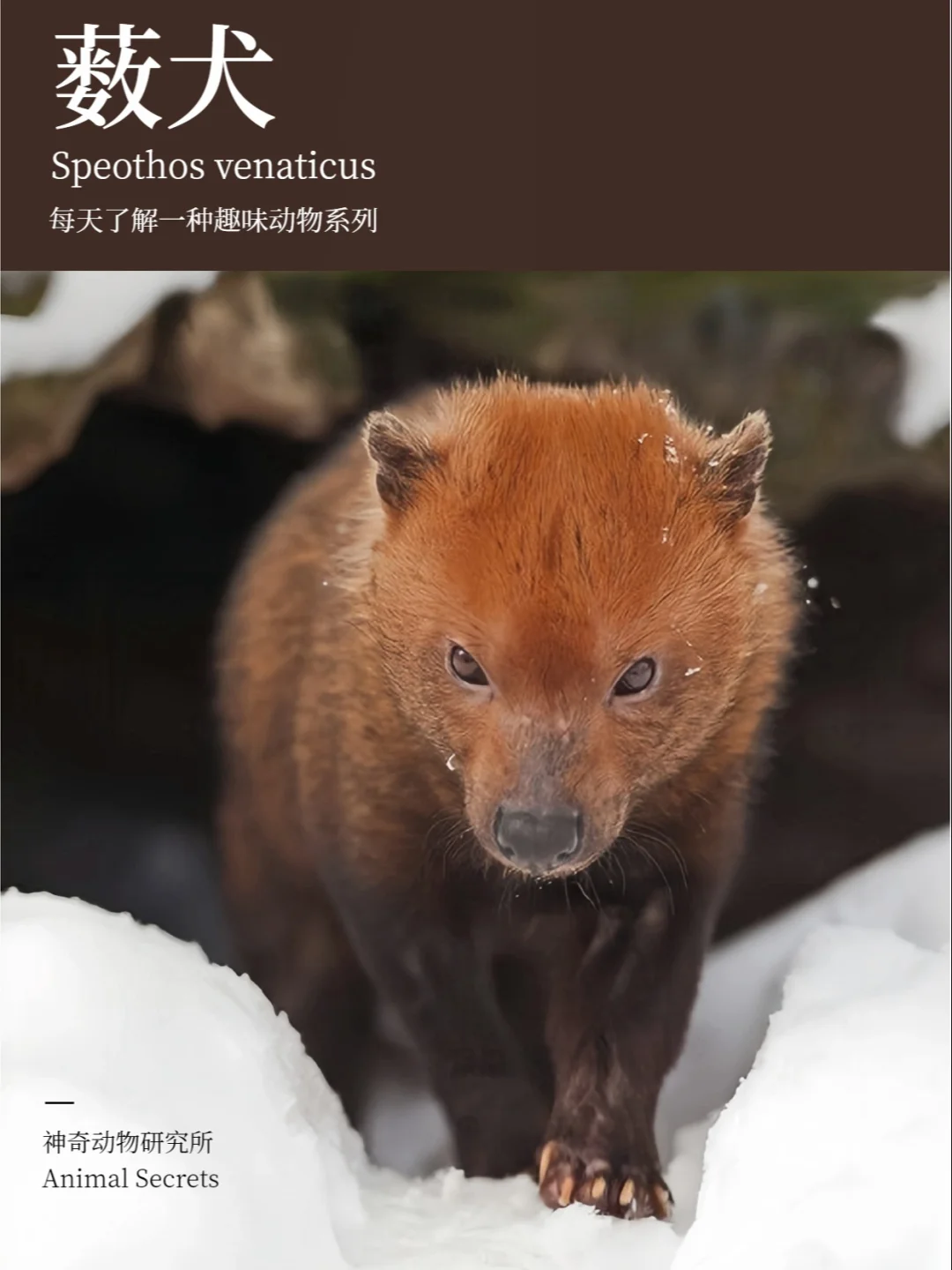 每天了解一种趣味动物👀薮（sǒu）犬