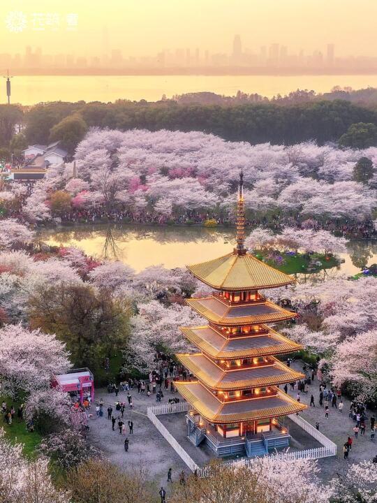 三月的武汉，堪称国内赏樱天花板🌸