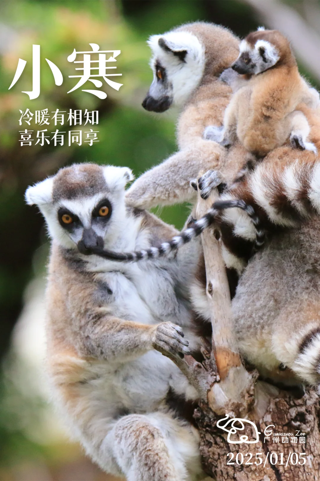 【二十四节气】小寒
