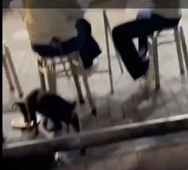 【为什么不容忍用公共餐具喂狗？】公共空间不是个人的“自留地”，必须顾及他人感受，