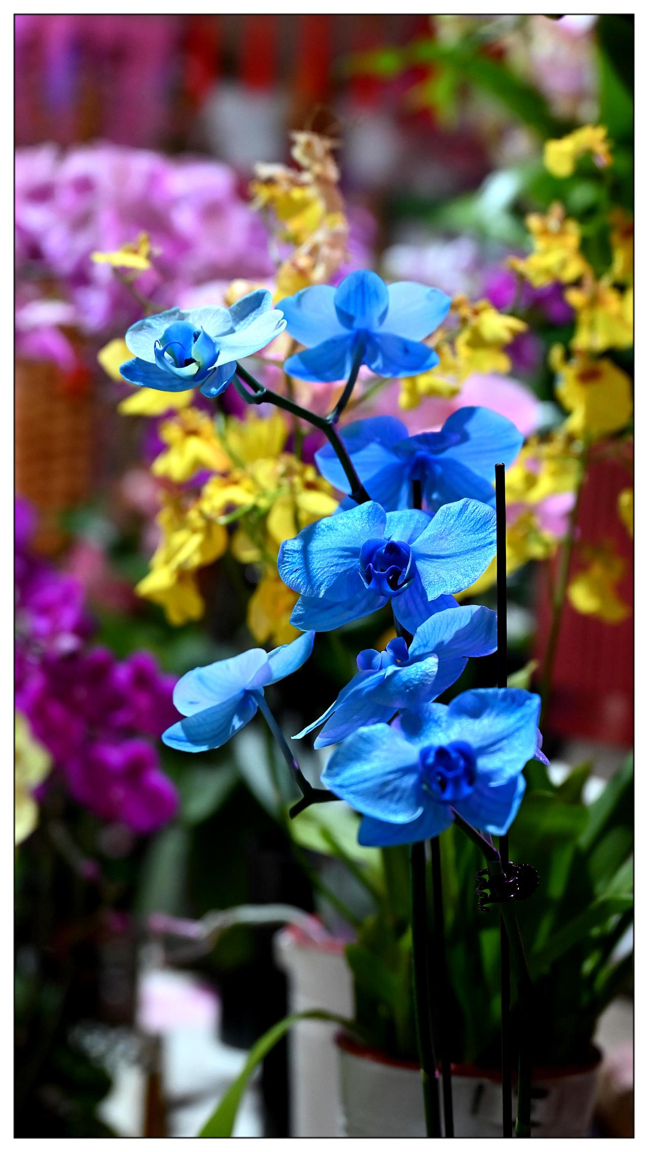 兰花花