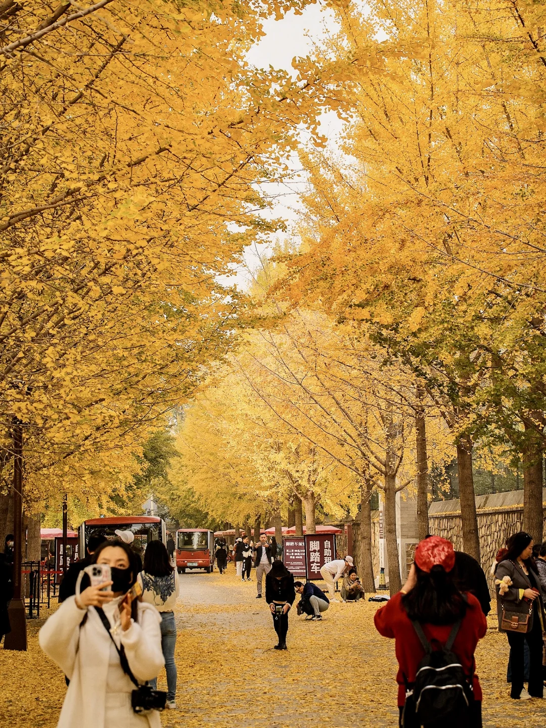 可以永远相信北京的秋天🍁附10个打卡地🍂
