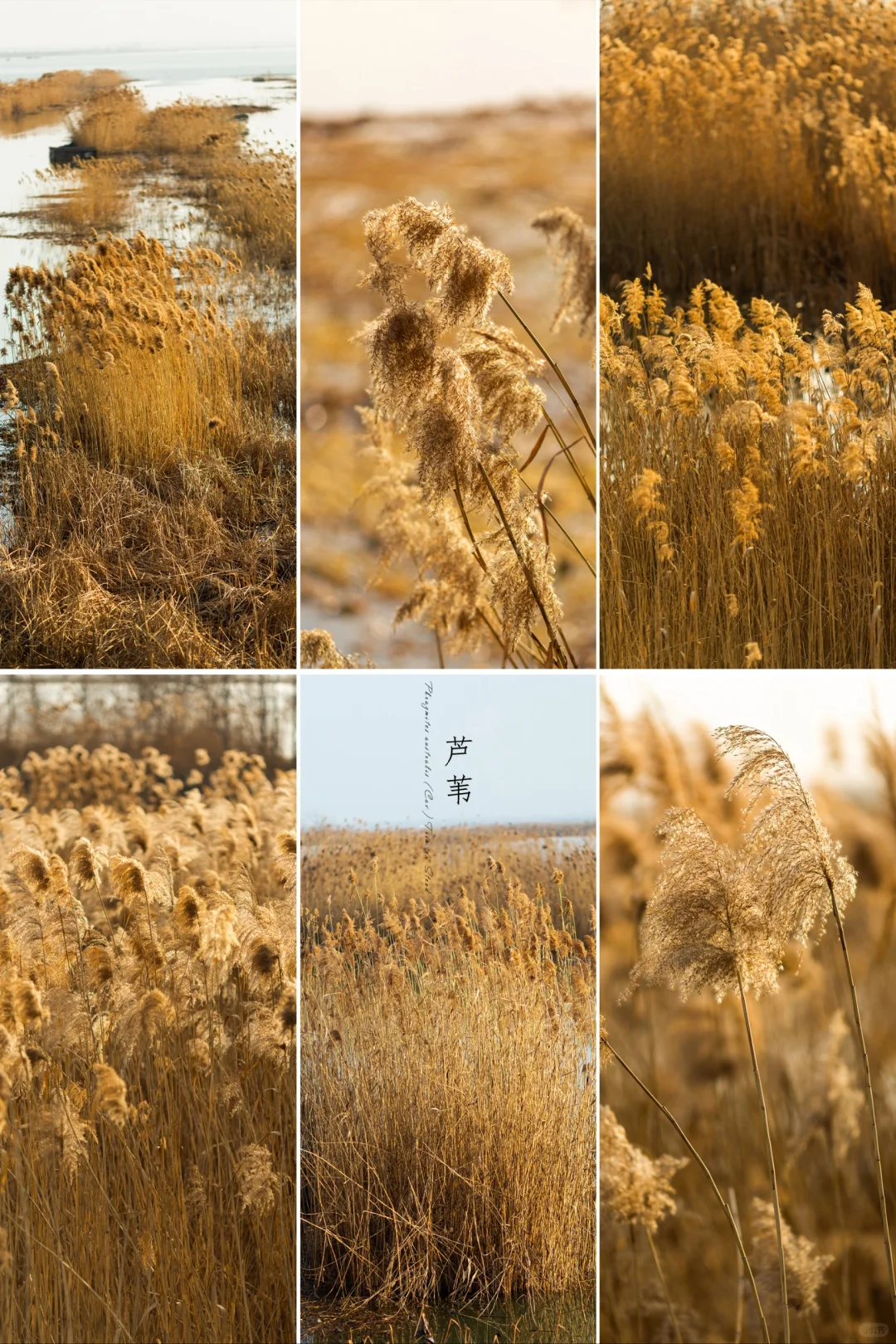 冬日河边的“芦花荡
