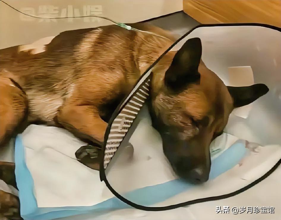 问大家一个问题:如果你身处杭州男子对马犬施暴殴打的现场，你会上前施救吗？

作为