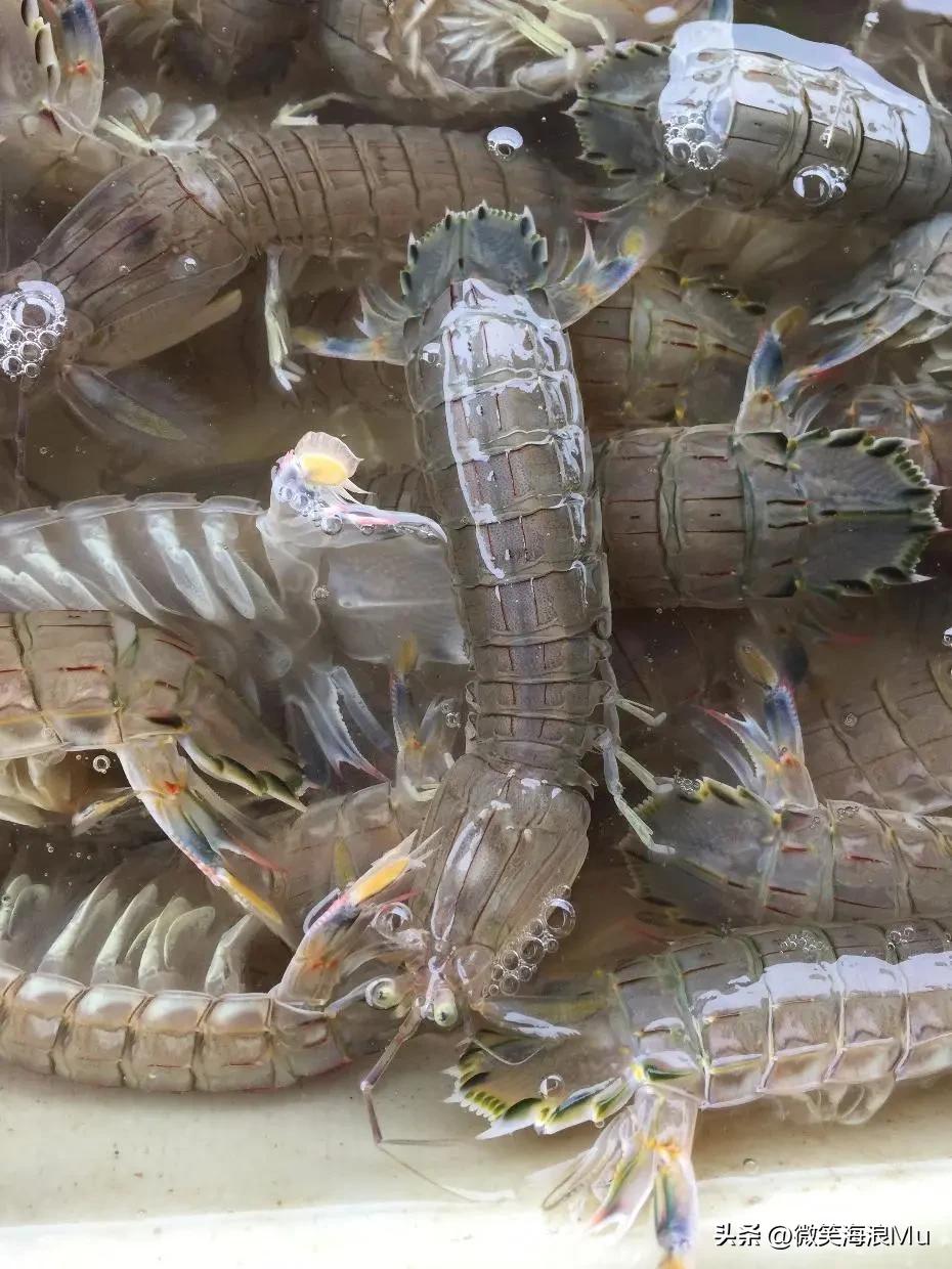 位于渤海最北端的葫芦岛市锦州市的渔民下海了，这是捕捞来的皮皮虾