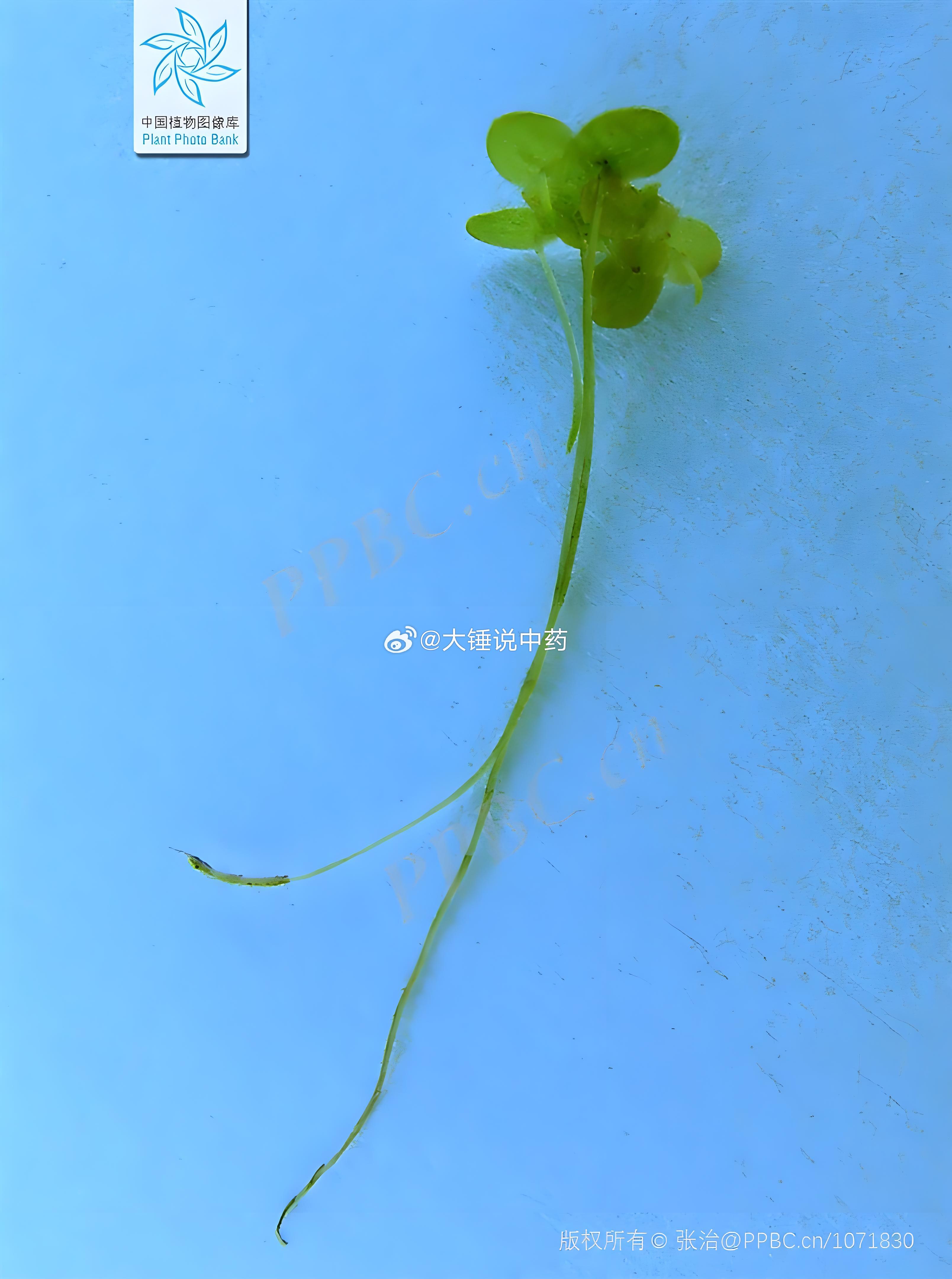 读《本草原始》水萍始生雷泽池泽，今处处溪间水中皆有之。系柳絮随风飞起，入池沼，得