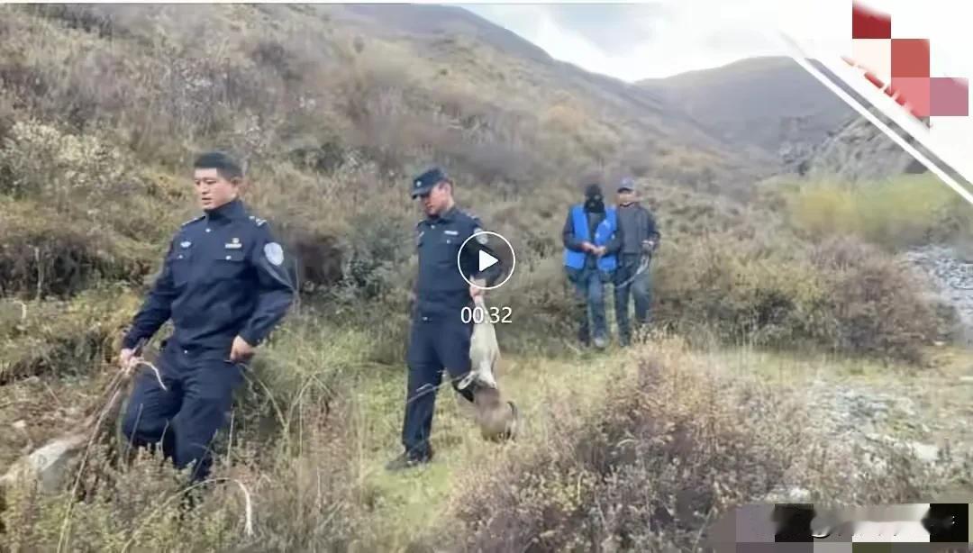 青海3歹人竟用无人机猎杀国宝--国家一级保护动物香獐子。
12月9日，青海玉树警