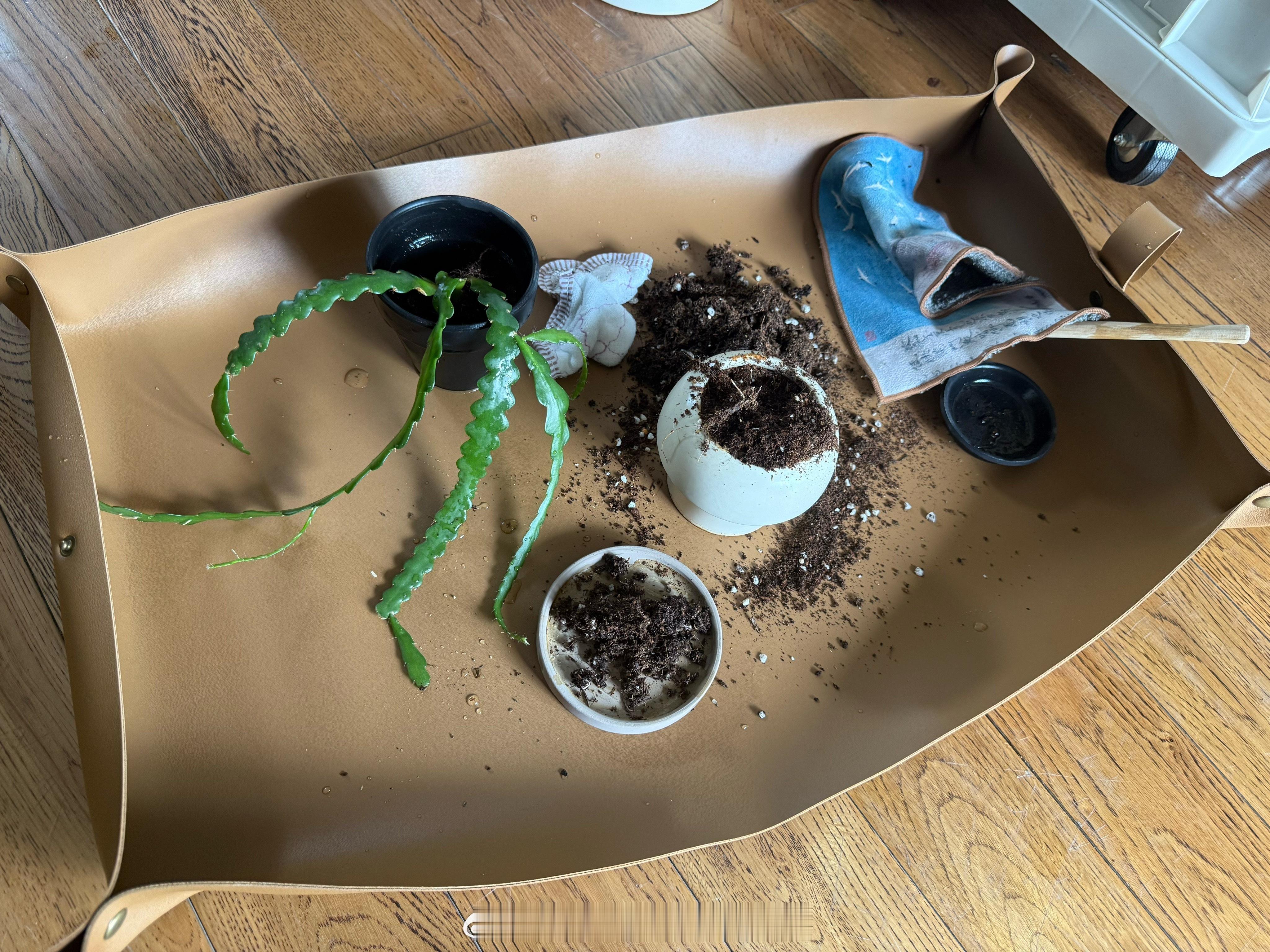 超爱泥土垫～每次整小植物都可以在这块区域完成，我是比较怕沙土弄得到处都是的