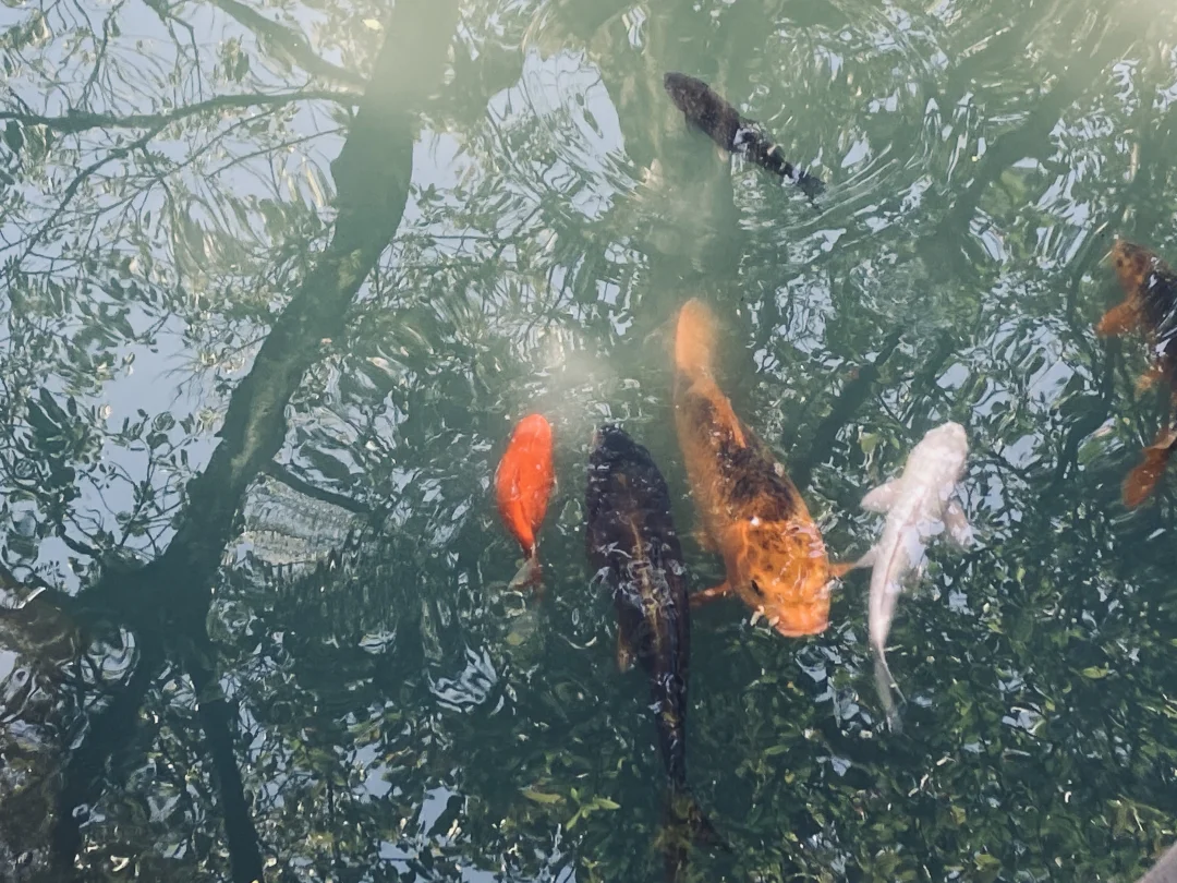 遇到锦鲤鱼鱼的一天🐟🐠✨