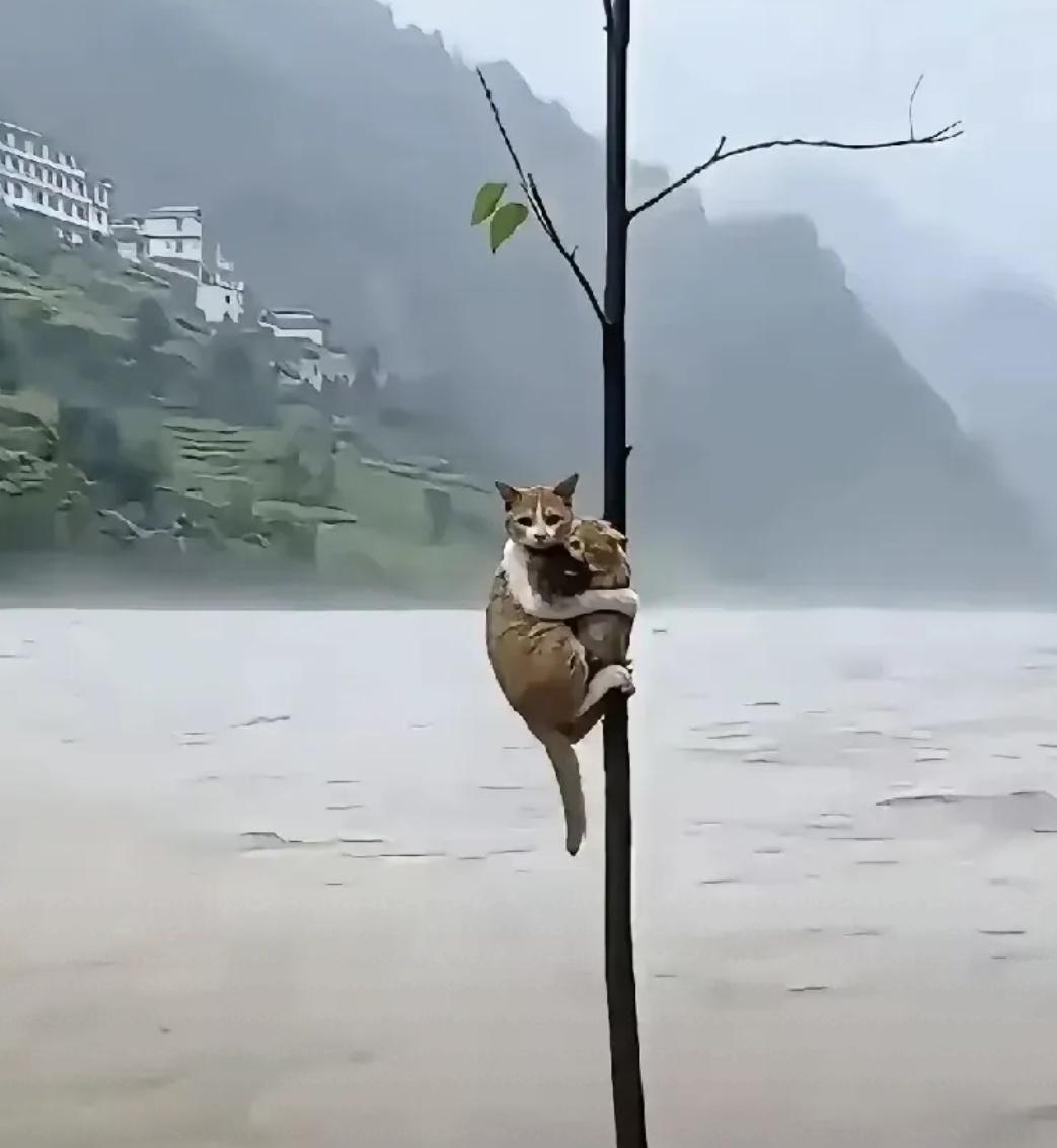 刷到一段洪水救援现场视频，洪水之中一根小树杈，母猫舍身护住幼崽，反反复复看了两遍