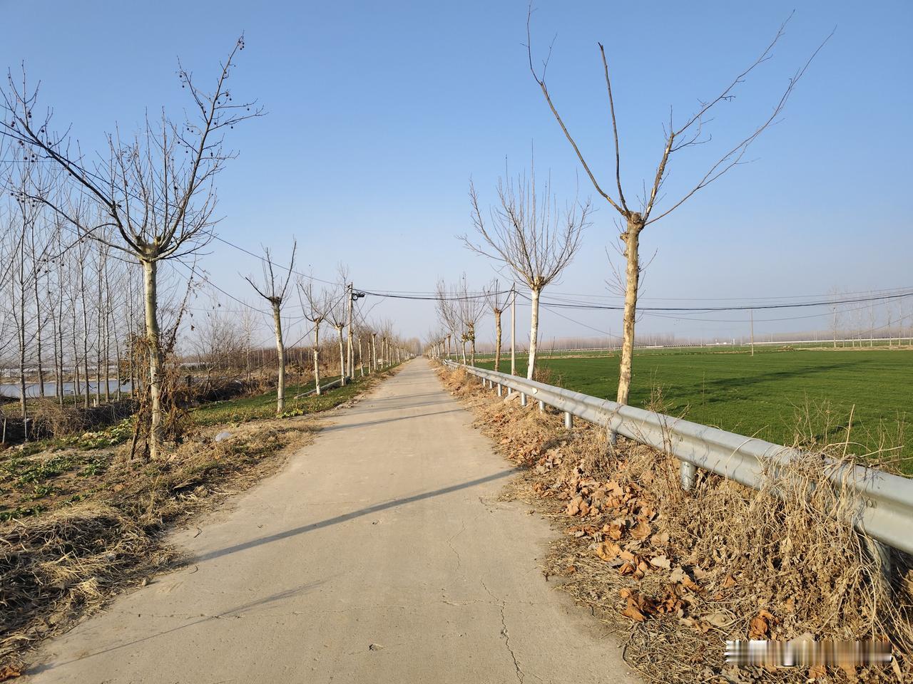 晒图笔记大赛苏北老家田园风光，这是二月份的，冬小麦长势良好，苏北塞上江南。鱼米之