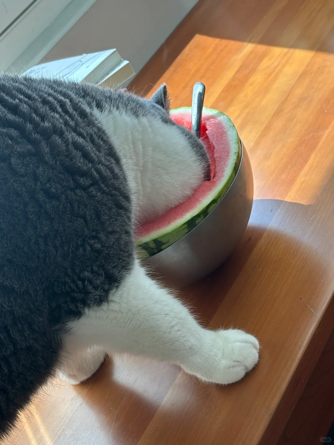 属于小猫的夏天🍉