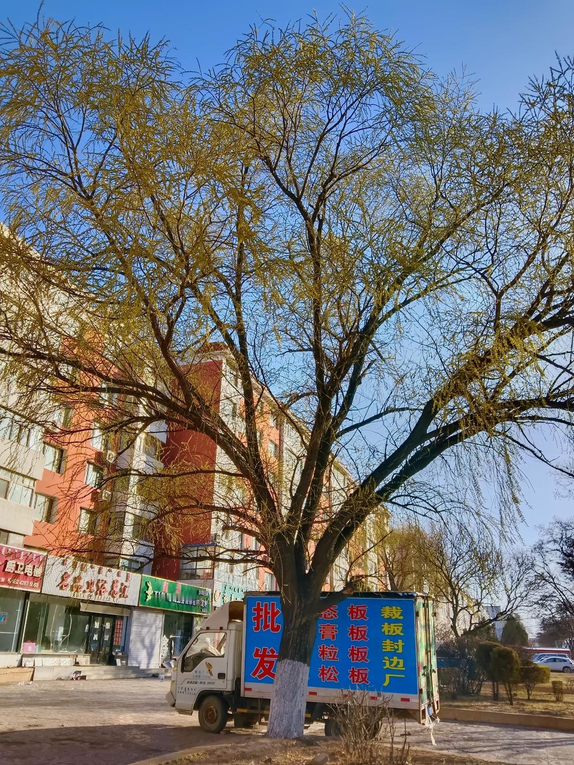 绿树阴中见，车马往来频。