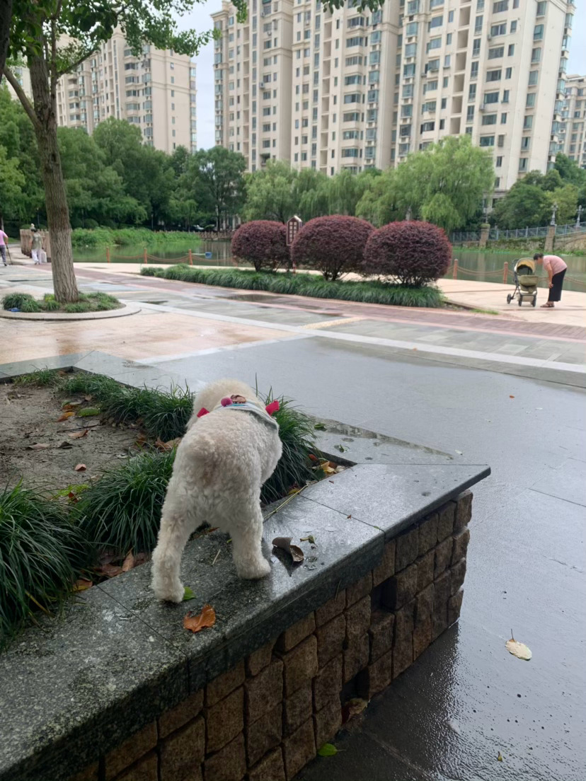 昨晚的暴雨惊雷，带来了今晨的清爽无比。有点秋天的感觉！但到了中午估计就是蒸箱了