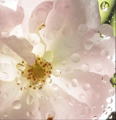 🫧‎阳光‎信用 🌿‎每日一善 每一个人都可以成为生活中的阳光。用我们的微笑、