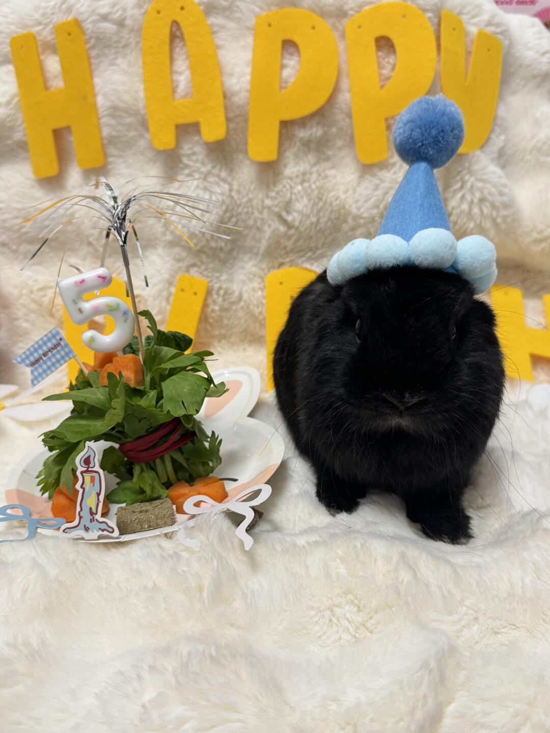 卡卡西小宝5岁生日快乐～