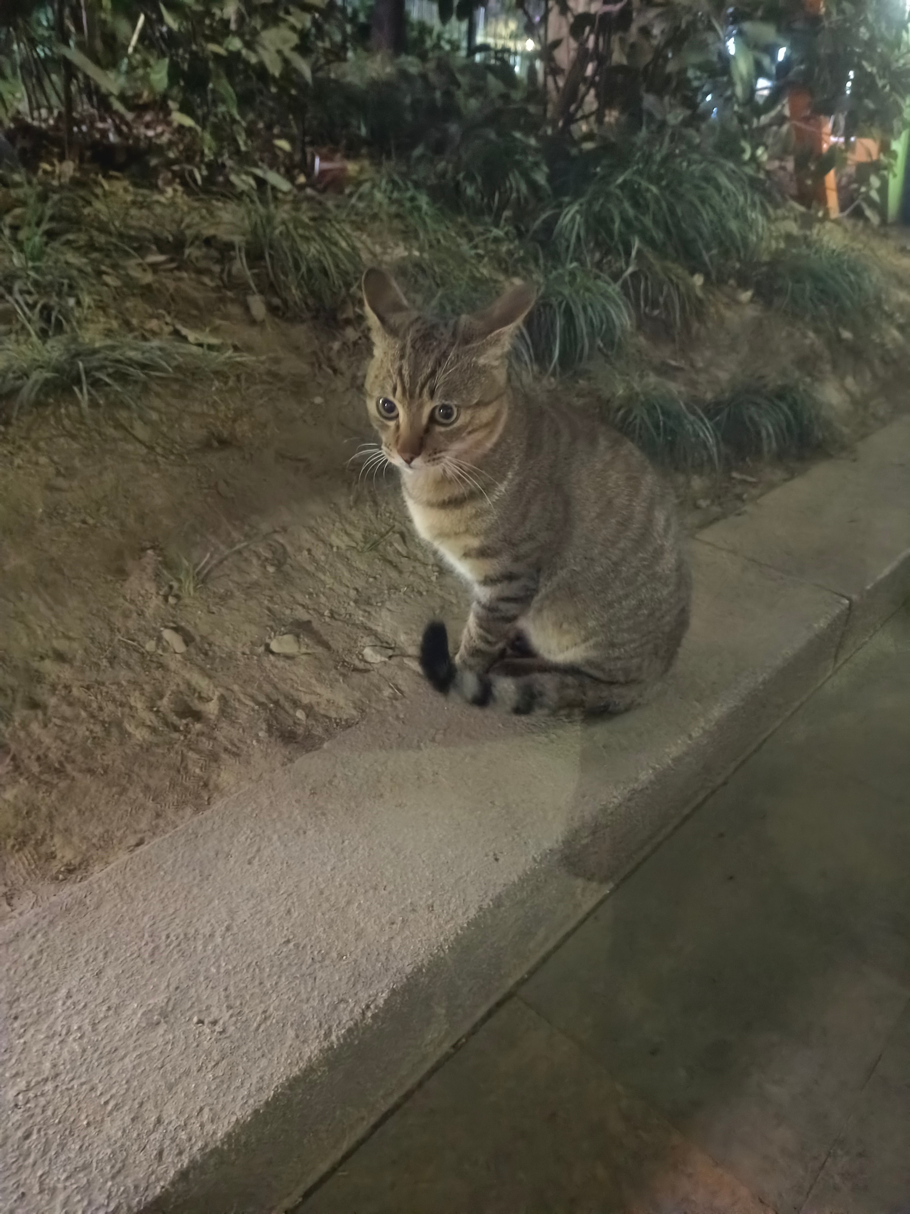 路上看到这只流浪猫，孤零零蹲在冰冷的石板路上，夜里的风把它的毛吹得贴在身上，见了