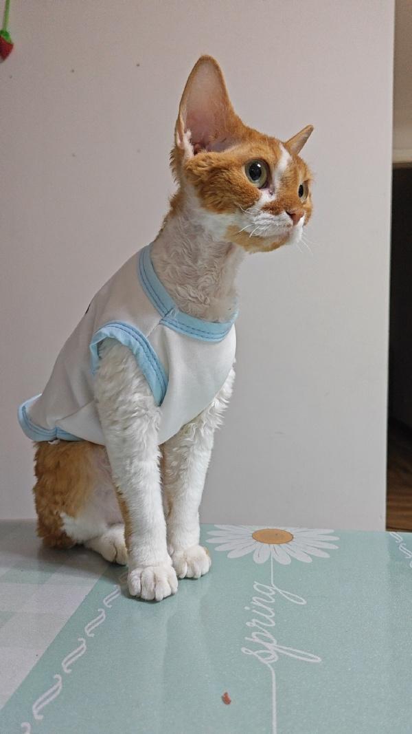 #想看看你相册最近一张猫咪的照片#
#猫图怪盗#
德文、史芬克斯冬天小衣服都穿上