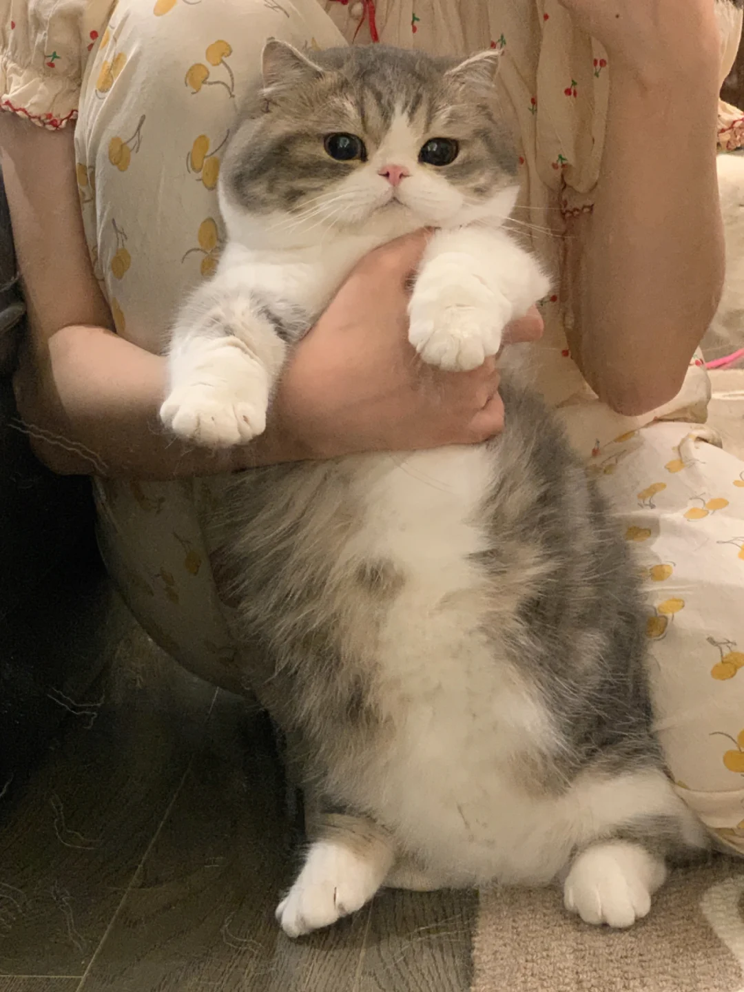 我的小猫就是一个巨大的捏捏