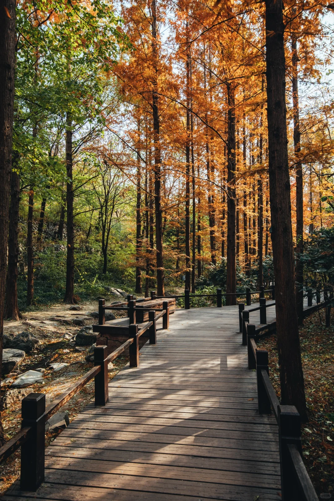 在北京国家植物园感受11月的秋天🍂
