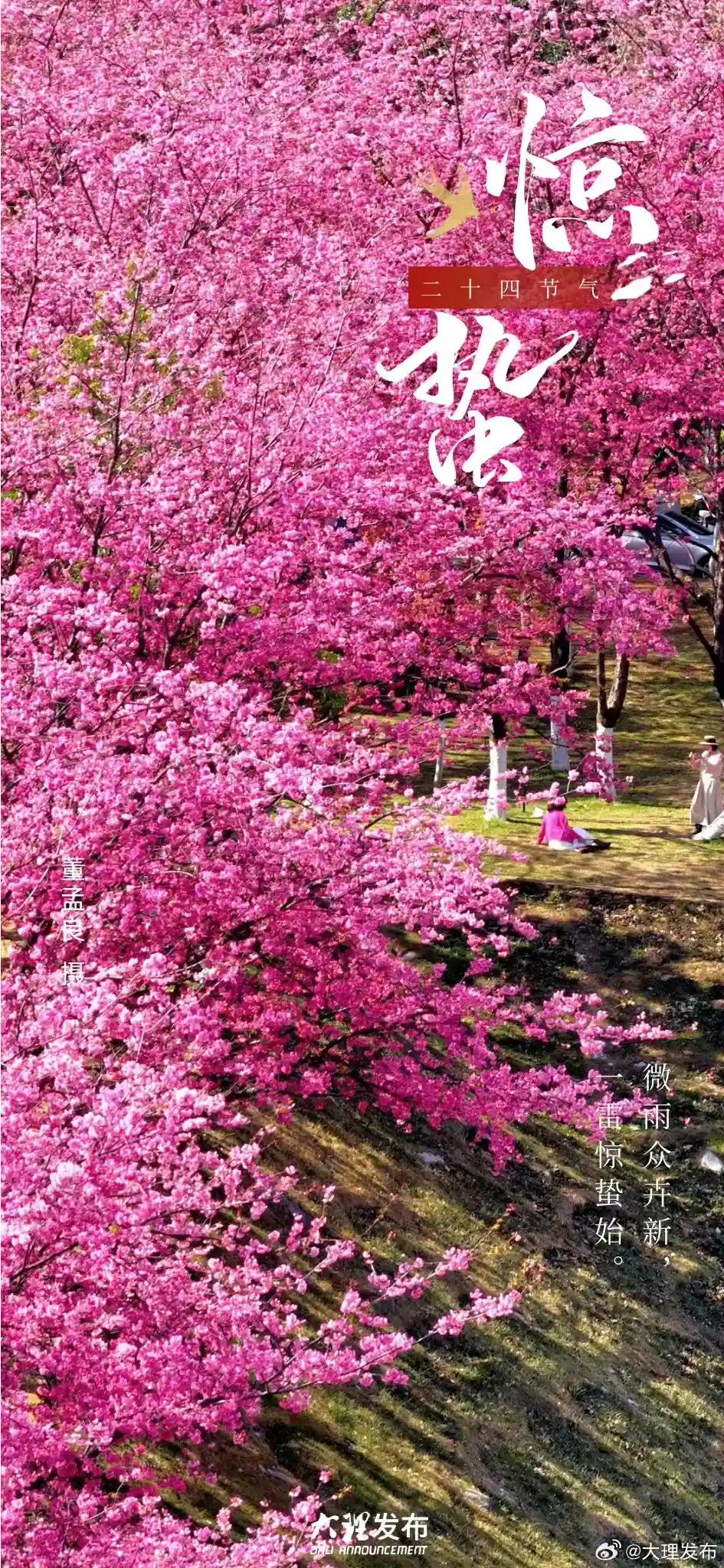 阳春三月去大理大学赏樱，简直是一场视觉盛宴！2026年3月有好几个赏樱时间段，3