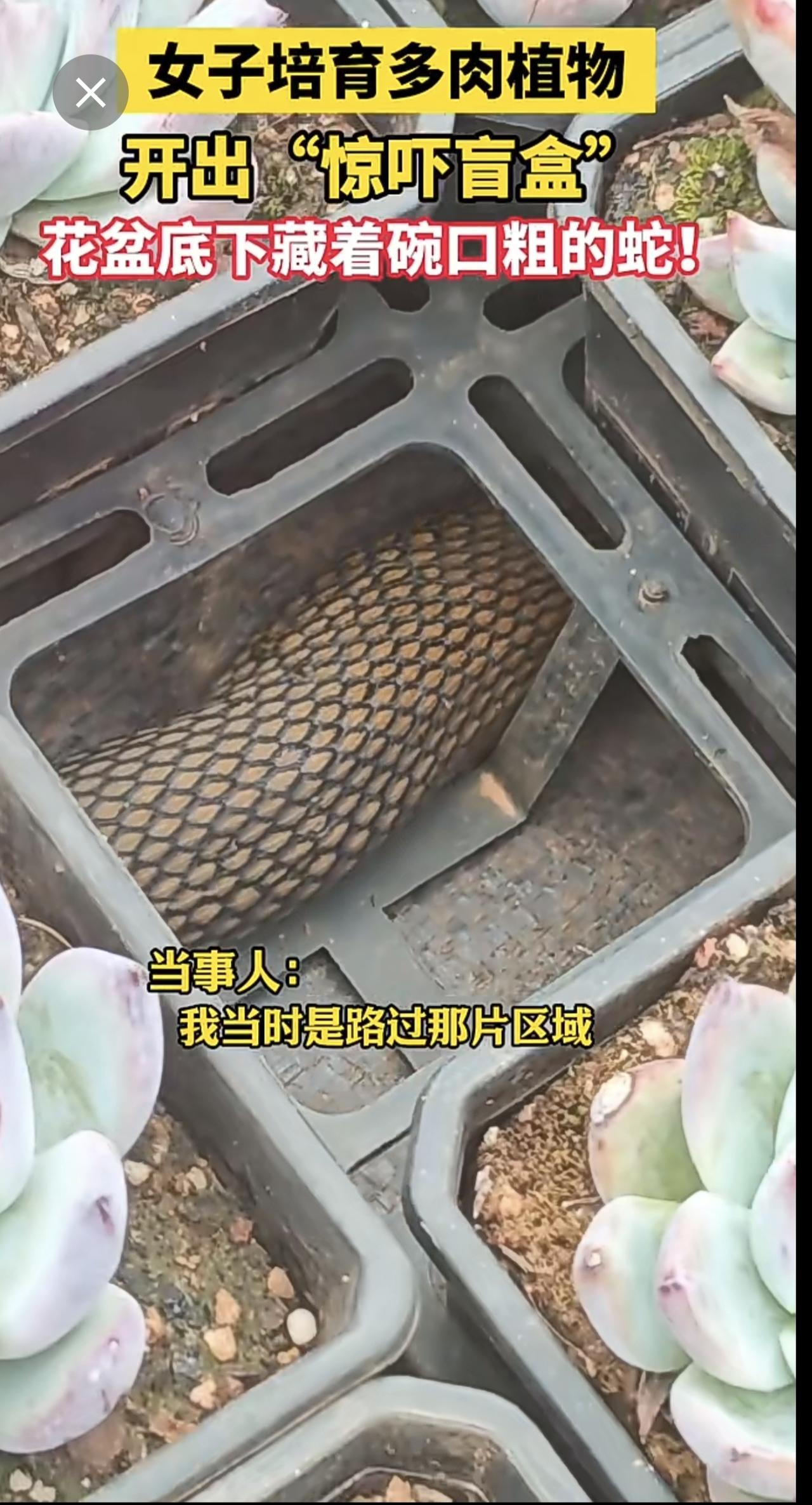 近日 云南昆明，女子培育多肉植物，开出“惊吓盲盒”：花盆底下藏着碗口粗的蛇！（来