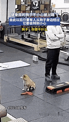 哭笑不得！江苏，小伙在健身房走路的时候没注意脚下，不小心踢了柴犬一脚，没想到从此