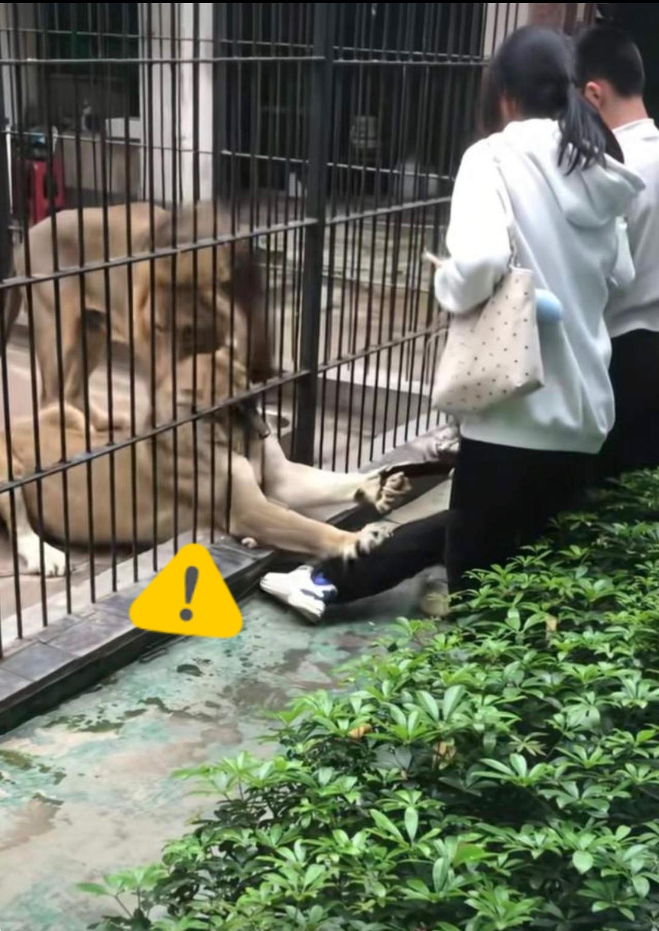 终于想明白了！

汕头小女孩投喂狮子被咬伤，罪魁祸首根本不是狮子，也不全是园方管