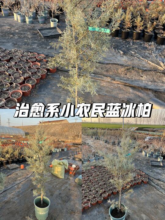 🌿蓝色波尔瓦，浪漫庭园植🌊