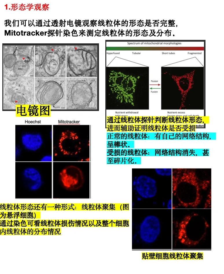 （做线粒体的看过来）检测线粒体功能实验汇总