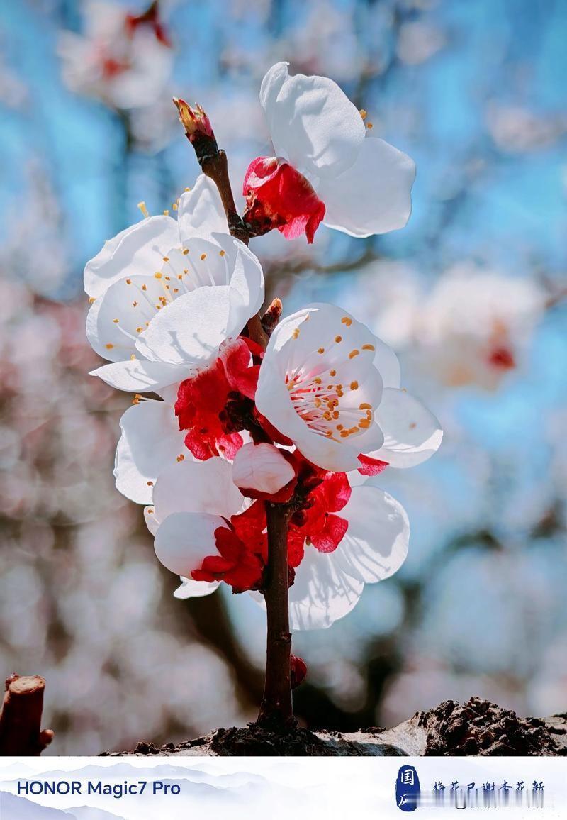 春日生活打卡季老家杏花开，朵朵迎客来。