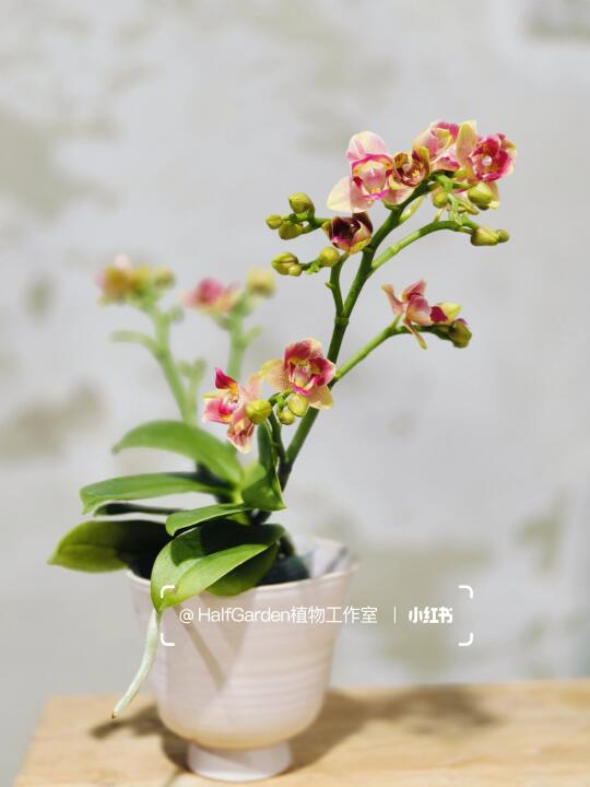 这花也太可爱了吧！日本椎名魔法变异