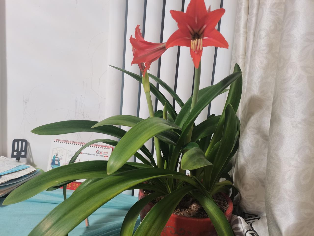 很坚定，我愿意。我就是我，世界上独一无二的我，如果再活一次，我还是义无反顾地做这