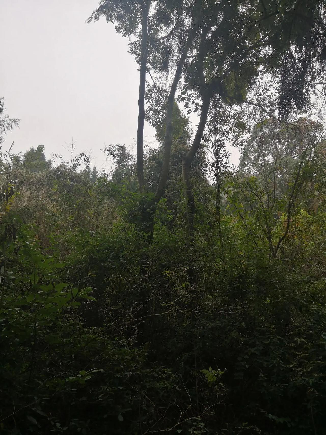 中江欢迎您看日出的好地方 自然风景区 风景素材大自然