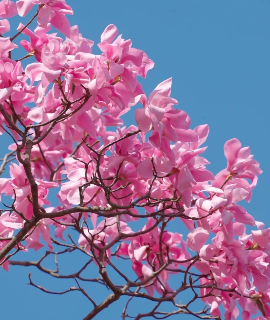 拍到了辛夷花，想和你交换春天！真的被美到了！ 